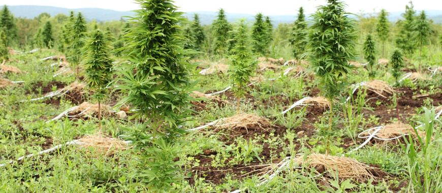 Cannabigerol (CBG): The new cannabinoid on the block